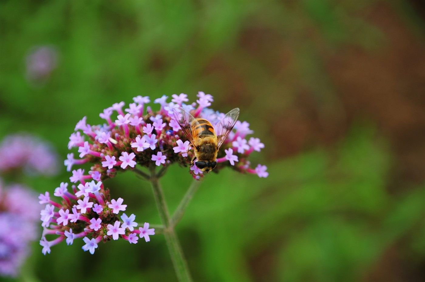 Terapia relacional infantil: una abeja posada sobre flores, imagen del vínculo y el encuentro