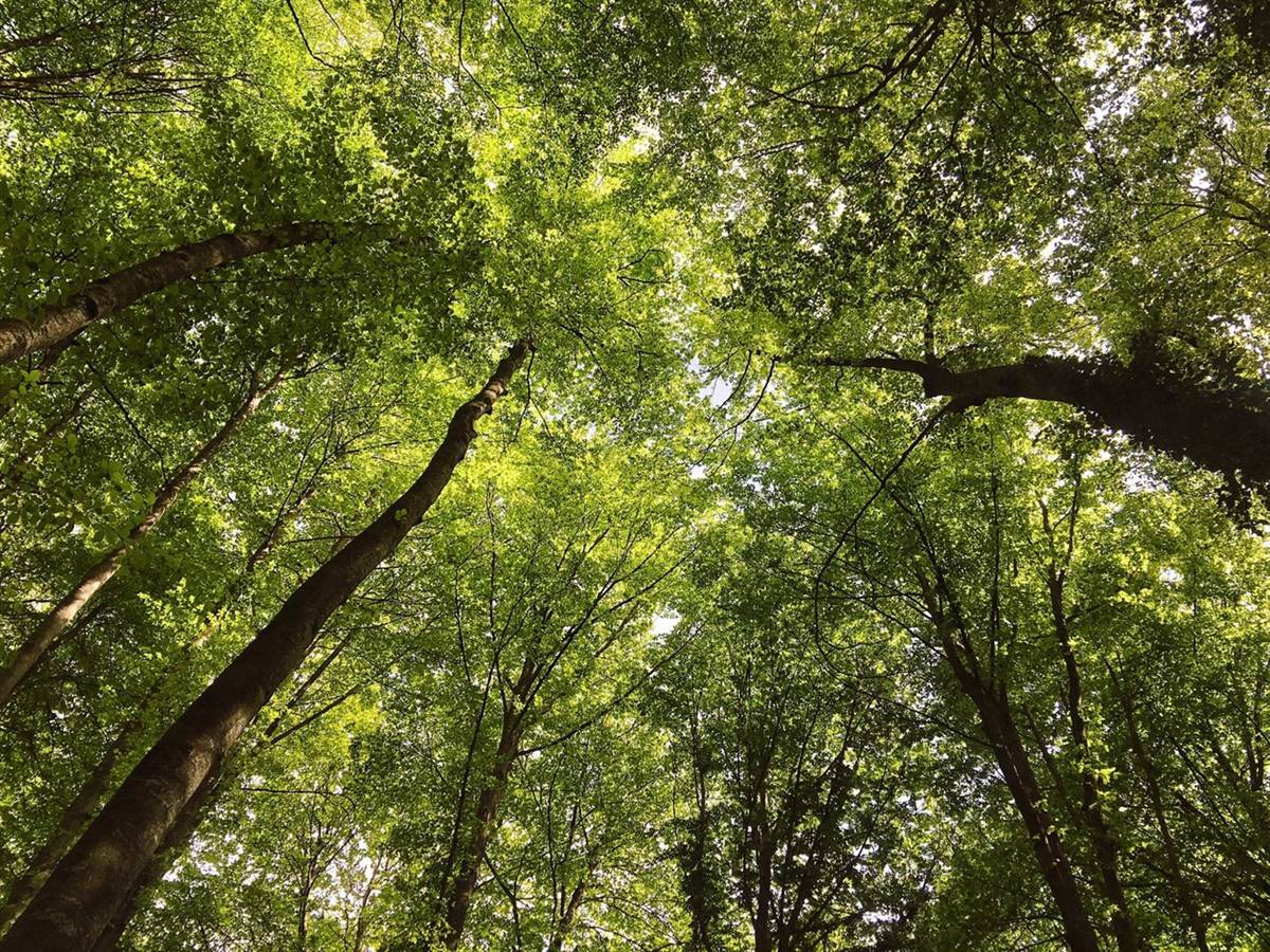 Copa de un árbol vista desde abajo, con las ramas ordenándose hacia la luz