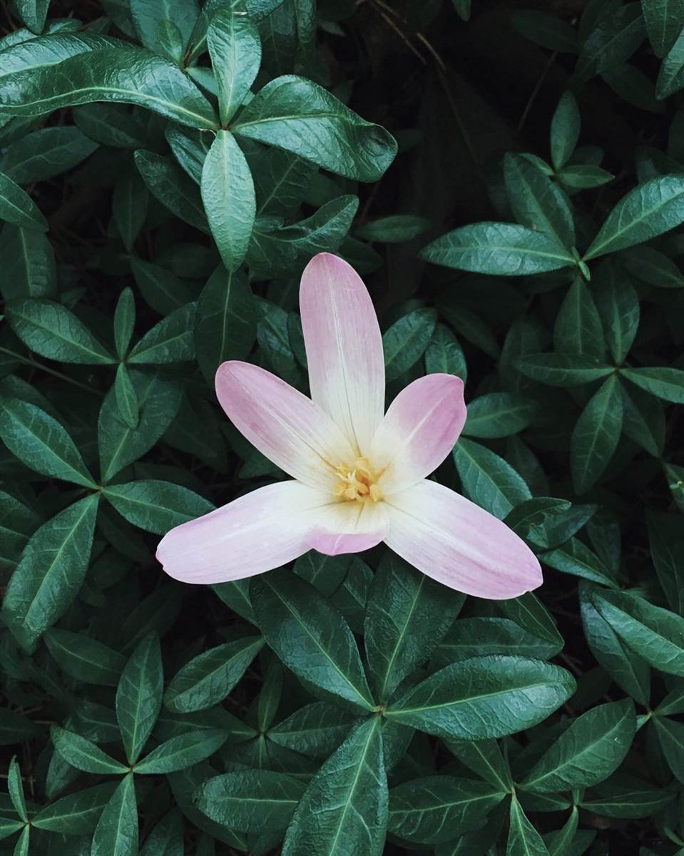 Flor abierta en primer plano, imagen de la apertura sensorial al entorno