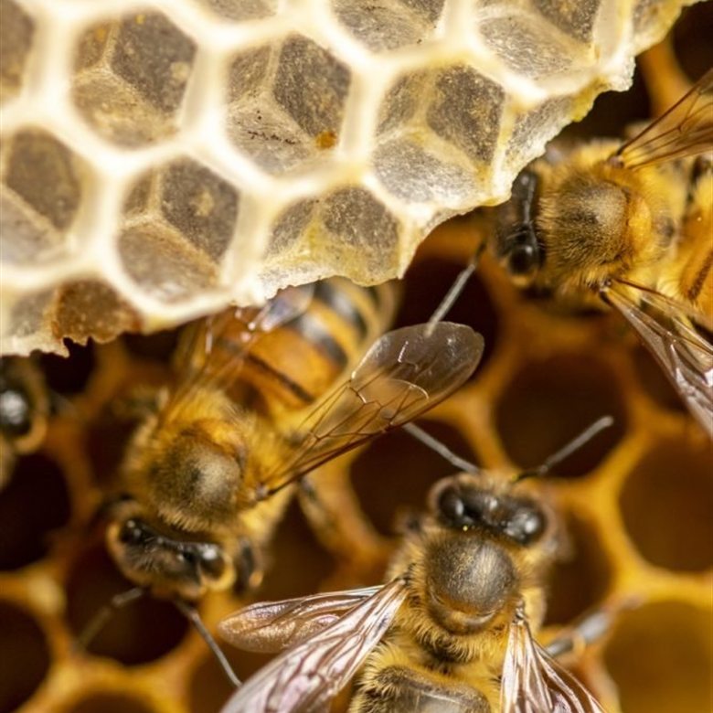 Panal de abejas en detalle, el símbolo de los programas de Neurobee